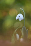 Galanthus by orestART