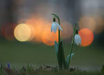 Galanthus in the evening city by orestART