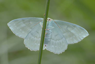 Moth in the forest