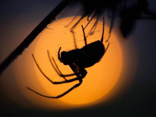 Sunset spider