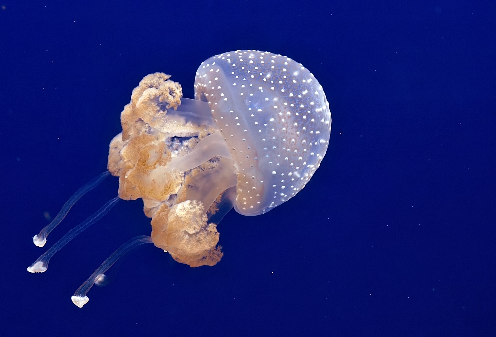Méduse (animal) — Wikipédia