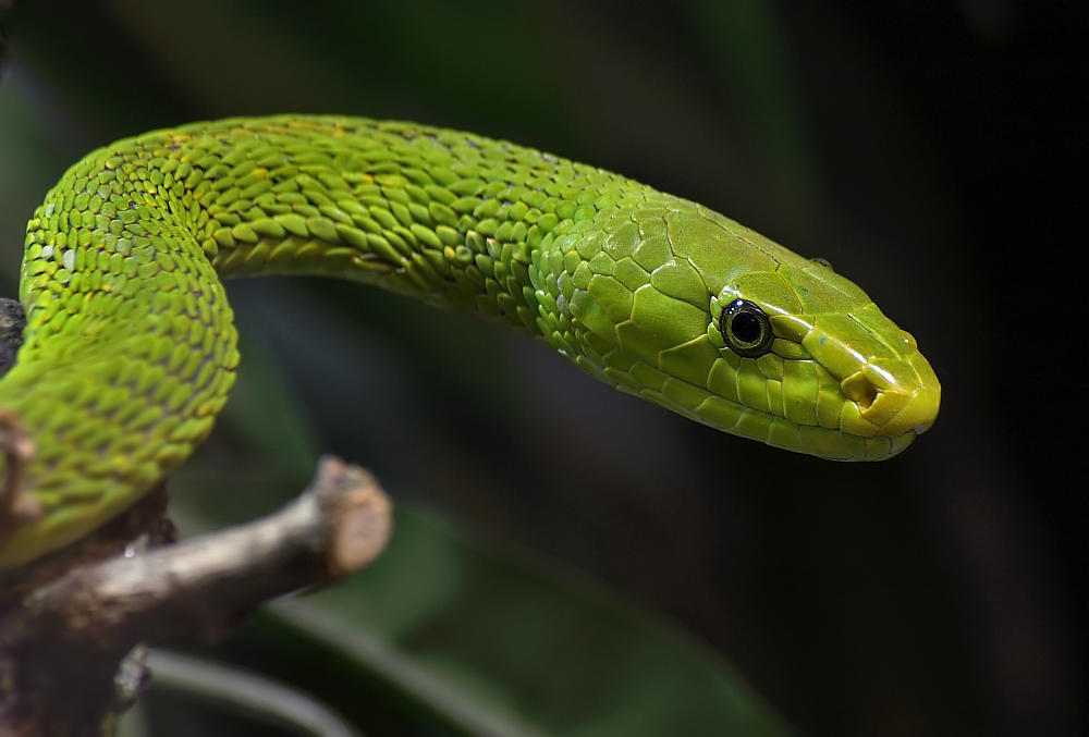 Зеленая змейка. Зелёная мамба змея. Зеленая змея ядовитая мамба. Голубая куфия гадюка. Бамбуковая куфия.