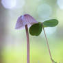 Forest Love II