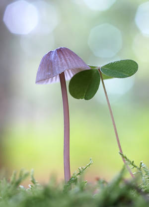 Forest Love II by orestART Forest Love II by orestART