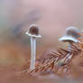 Shroomies