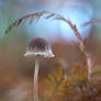 November