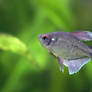 Diamond Tetra