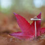 November II