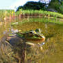 Frog + iPhone 4 + Fisheye