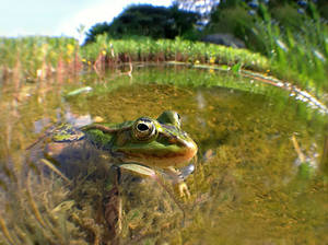 Frog + iPhone 4 + Fisheye