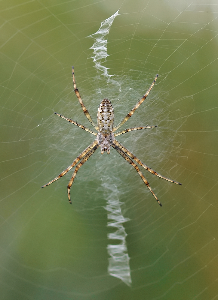 Wasp Spider