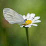 White alpine butterfly