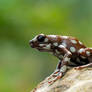 Maranon poison frog