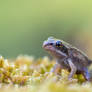 Baby Frog
