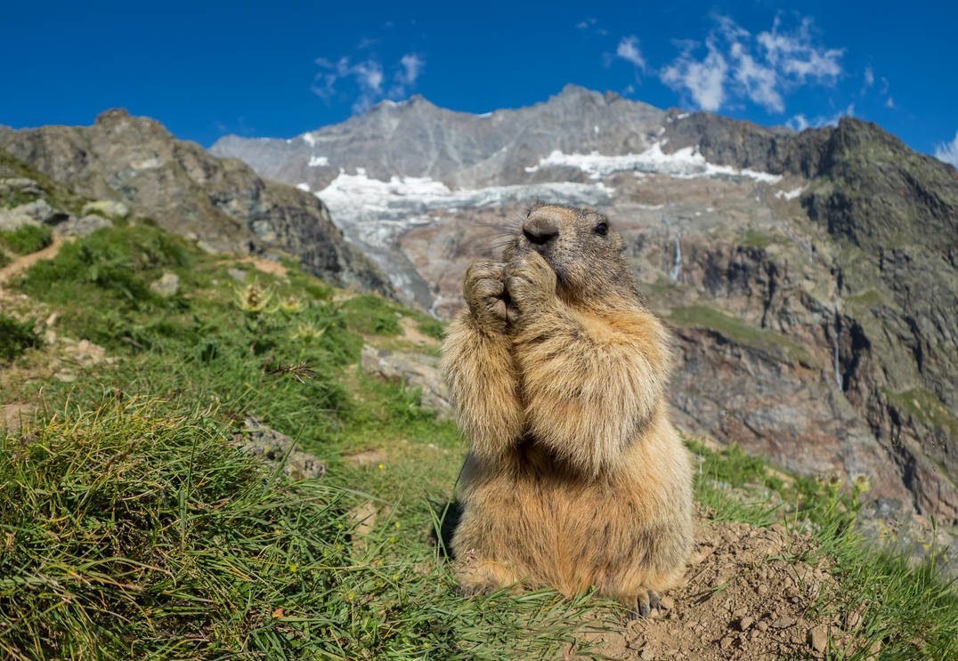 Hungry marmot by orestART