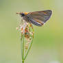 Alpine skipper