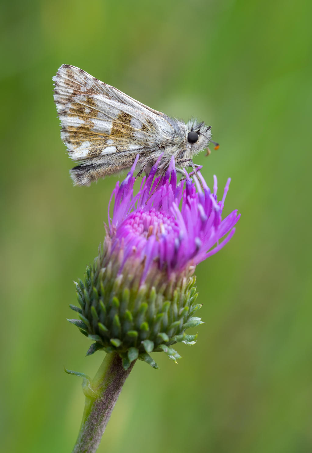 Alpine grizzled skipper