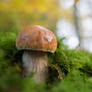 Little Boletus Edulis
