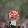 Fly Agaric