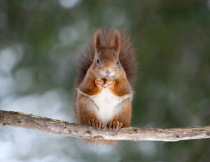 Happy Squirrel