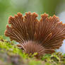 Schizophyllum fungus