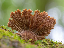 Schizophyllum fungus