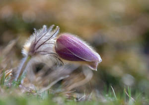 Alpine Pasque flower