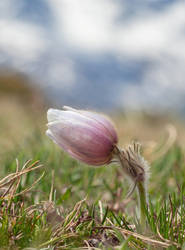 Alpine pasque flower II