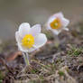 Alpine pasque flowers