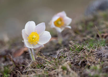 Alpine pasque flowers