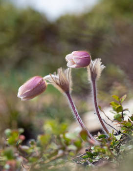Alpine pasque flowers II