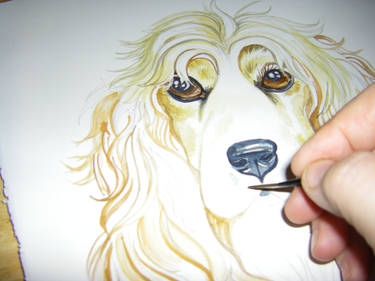 Cocker Spaniel Tutorial 5