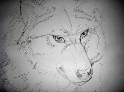 Wolf Tutorial Sketch 2