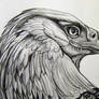 Eagle Pencil Rendering 1