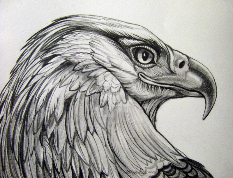 Рисунок орла. Орел рисунок. Орел карандашом. Орел зарисовка. Орел простым карандашом.