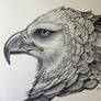 Harpy Eagle Pencil Rendering1