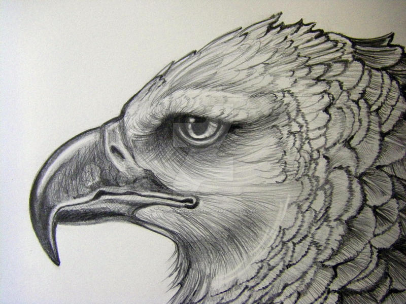 Harpy Eagle Pencil Closeup2