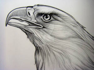 Bald Eagle Pencil Detail 2