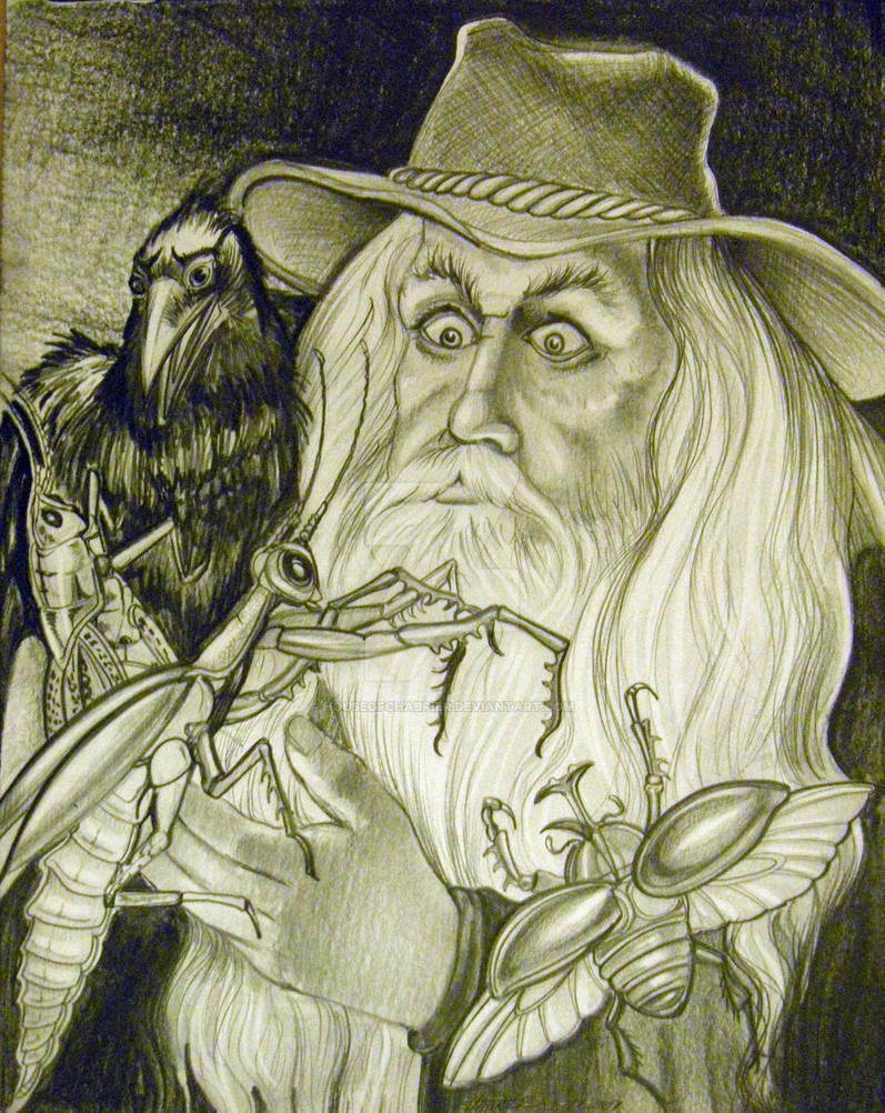 Wizard and bugs by HouseofChabrier on DeviantArt