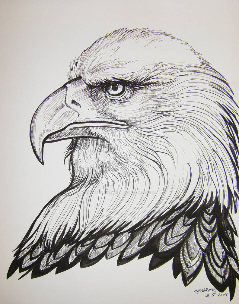 Рисунок орла. Голова орла эскиз карандашом. Белоголовый Орлан тату эскиз. Тату эскиз глаз орла. Форма орла для рисования.