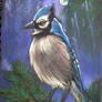 Blue Jay Moonlight