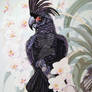 Black Palm Cockatoo Print