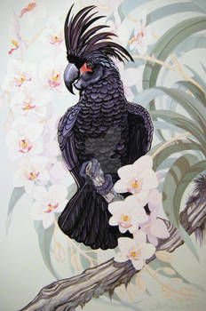 Black Palm Cockatoo Print