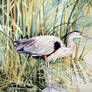 Great Gray Heron Watercolor
