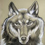 Reixed Wolf Portrait