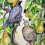 Quail Courting in Pear Tree