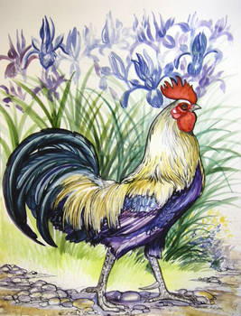 Rooster Strutting 3