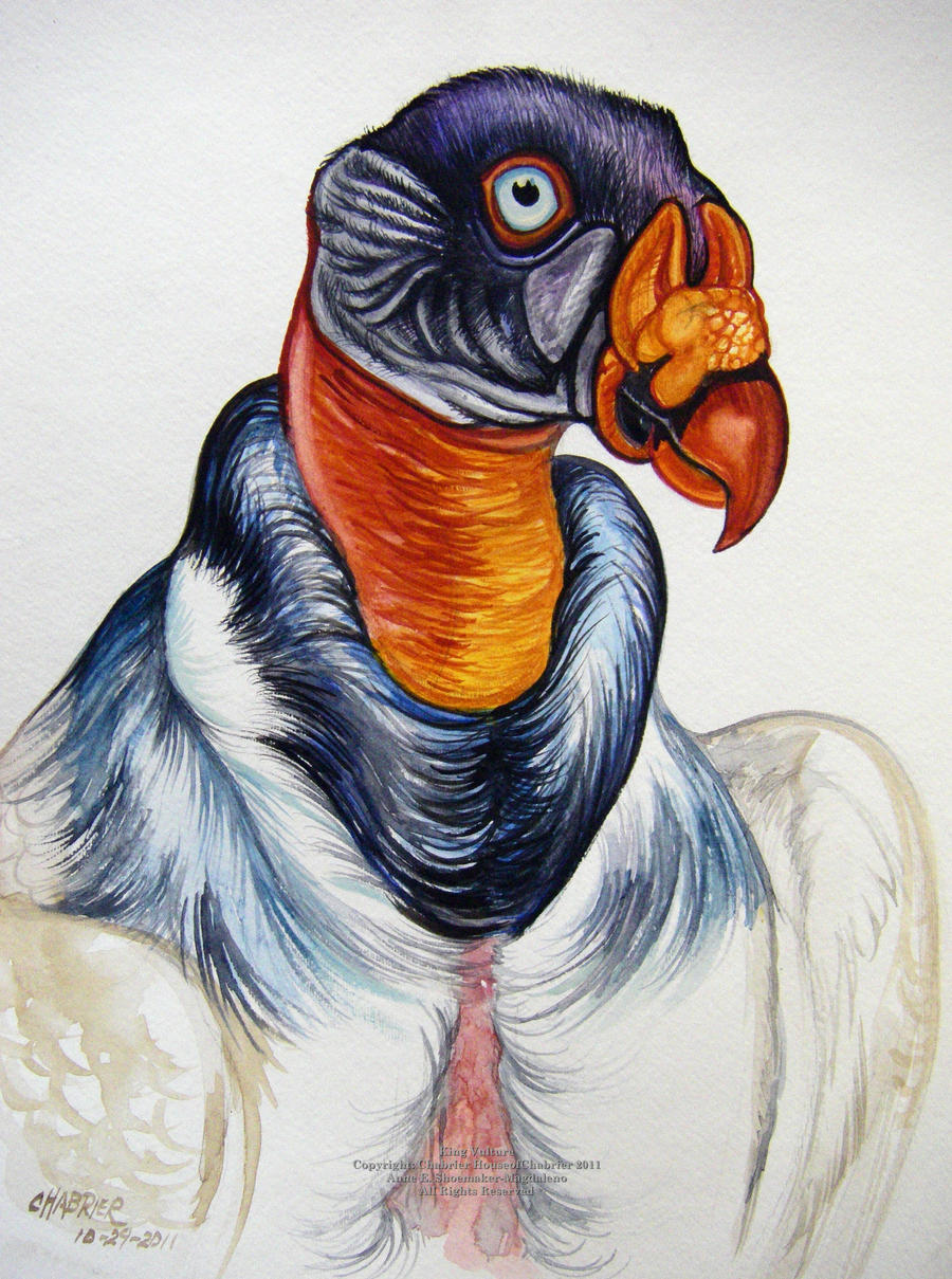 King Vulture