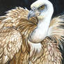 Griffon Vulture 2