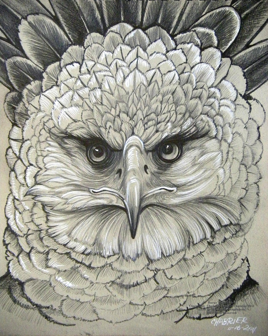 Harpy Eagle Glare by HouseofChabrier on DeviantArt